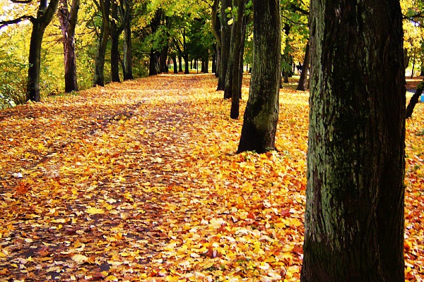 Марафон опавших листьев